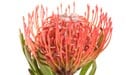 Protea